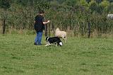 BORDER COLLIE - MOUTONS 040